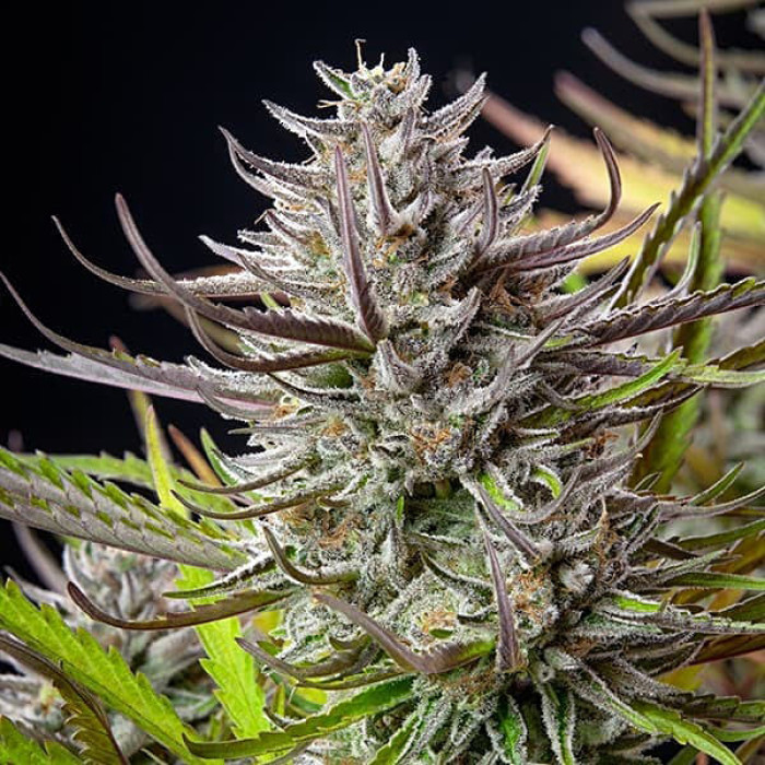 Семена конопли Mimosa fem. Royal Queen Seeds Семена конопли Mimosa fem. Royal Queen Seeds