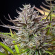 Семена конопли Mimosa fem. Royal Queen Seeds Семена конопли Mimosa fem. Royal Queen Seeds
