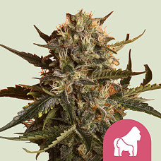 Mother Gorilla feminised (Royal Queen Seeds)