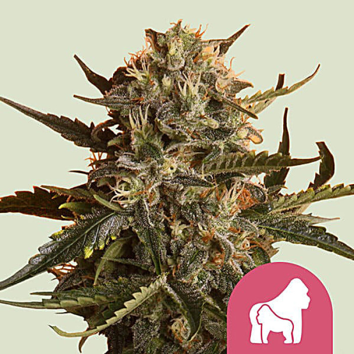 Семена конопли Mother Gorilla fem. Royal Queen Seeds