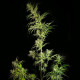 Семена конопли Mother Gorilla fem. Royal Queen Seeds