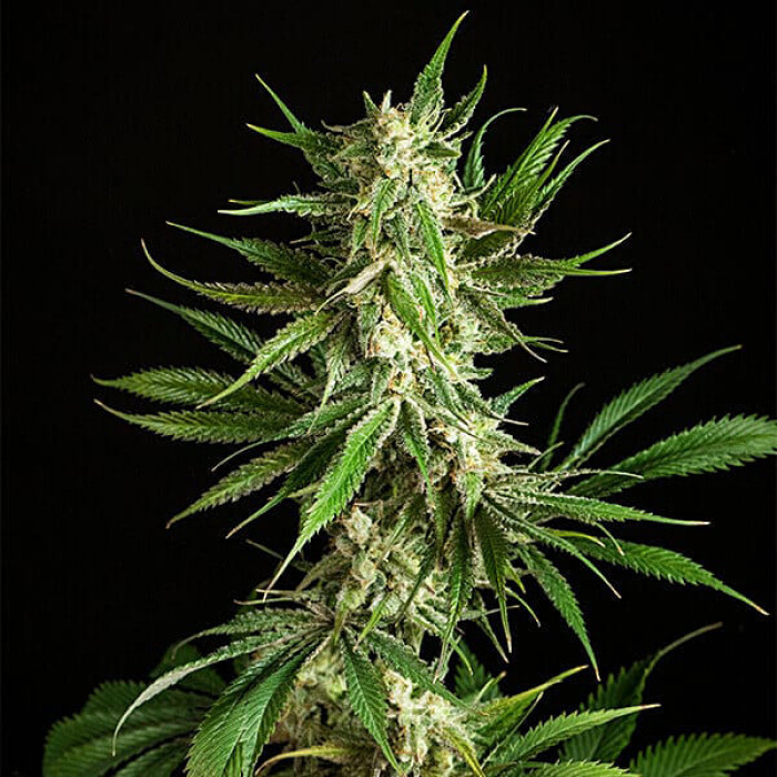 Семена конопли Mother Gorilla fem. Royal Queen Seeds