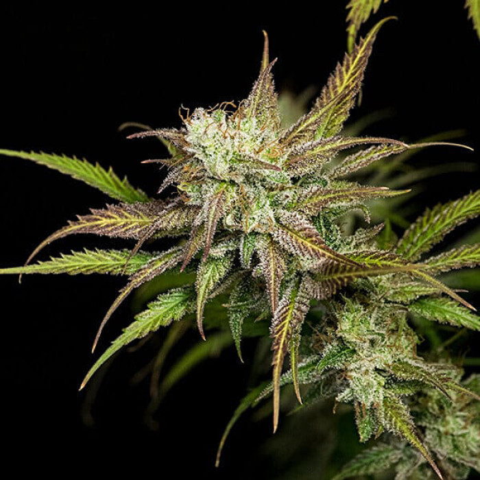 Семена конопли Mother Gorilla fem. Royal Queen Seeds