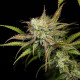Семена конопли Mother Gorilla fem. Royal Queen Seeds