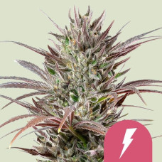 North Thunderfuck feminised (Royal Queen Seeds)
