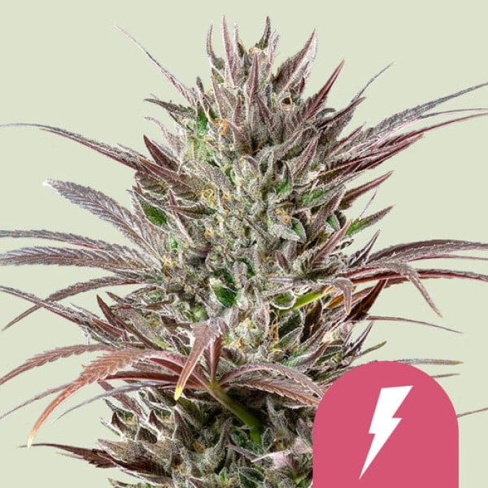 Семена конопли North Thunderfuck fem. Royal Queen Seeds Семена конопли North Thunderfuck fem. Royal Queen Seeds