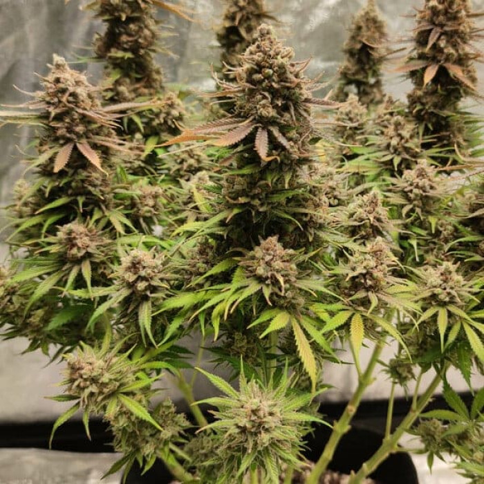 Семена конопли North Thunderfuck fem. Royal Queen Seeds Семена конопли North Thunderfuck fem. Royal Queen Seeds