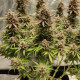 Семена конопли North Thunderfuck fem. Royal Queen Seeds Семена конопли North Thunderfuck fem. Royal Queen Seeds