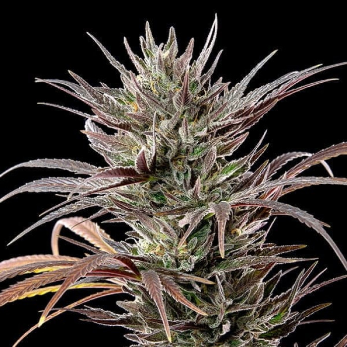 Семена конопли North Thunderfuck fem. Royal Queen Seeds Семена конопли North Thunderfuck fem. Royal Queen Seeds