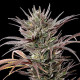 Семена конопли North Thunderfuck fem. Royal Queen Seeds Семена конопли North Thunderfuck fem. Royal Queen Seeds