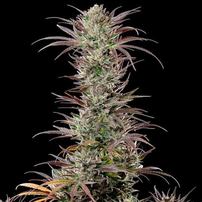 Семена конопли North Thunderfuck fem. Royal Queen Seeds Семена конопли North Thunderfuck fem. Royal Queen Seeds