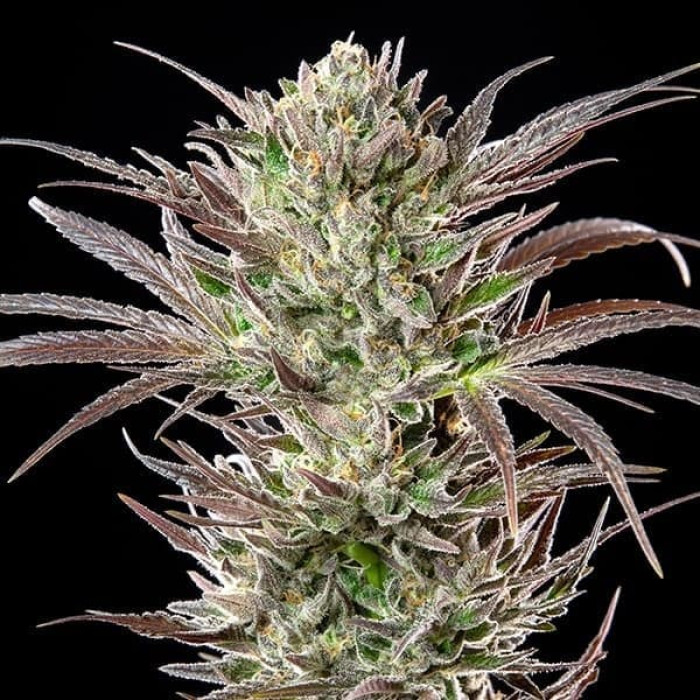 Семена конопли North Thunderfuck fem. Royal Queen Seeds Семена конопли North Thunderfuck fem. Royal Queen Seeds