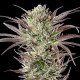 Семена конопли North Thunderfuck fem. Royal Queen Seeds Семена конопли North Thunderfuck fem. Royal Queen Seeds