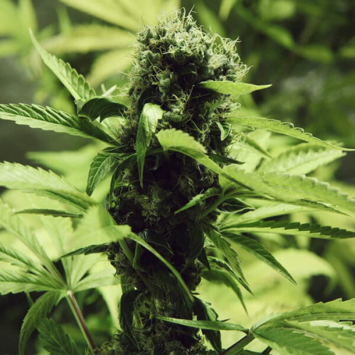 Семена конопли Northern Light fem. Royal Queen Seeds