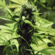 Семена конопли Northern Light fem. Royal Queen Seeds
