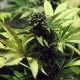 Семена конопли Northern Light fem. Royal Queen Seeds