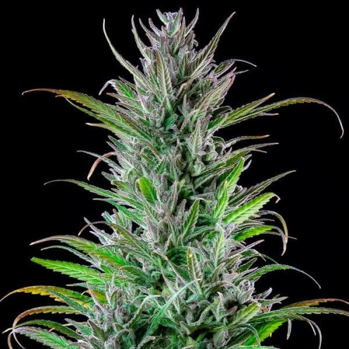 Семена конопли Northern Light fem. Royal Queen Seeds
