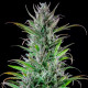 Семена конопли Northern Light fem. Royal Queen Seeds