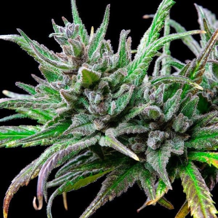 Семена конопли Northern Light fem. Royal Queen Seeds