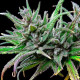 Семена конопли Northern Light fem. Royal Queen Seeds