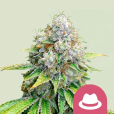 OG Kush feminised (Royal Queen Seeds)