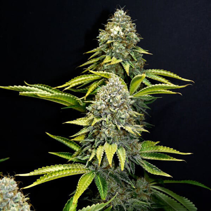 Семена конопли OG Kush fem. Royal Queen Seeds Семена конопли OG Kush fem. Royal Queen Seeds