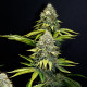 Семена конопли OG Kush fem. Royal Queen Seeds Семена конопли OG Kush fem. Royal Queen Seeds