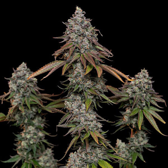 Семена конопли OG Kush fem. Royal Queen Seeds Семена конопли OG Kush fem. Royal Queen Seeds