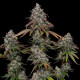 Семена конопли OG Kush fem. Royal Queen Seeds Семена конопли OG Kush fem. Royal Queen Seeds