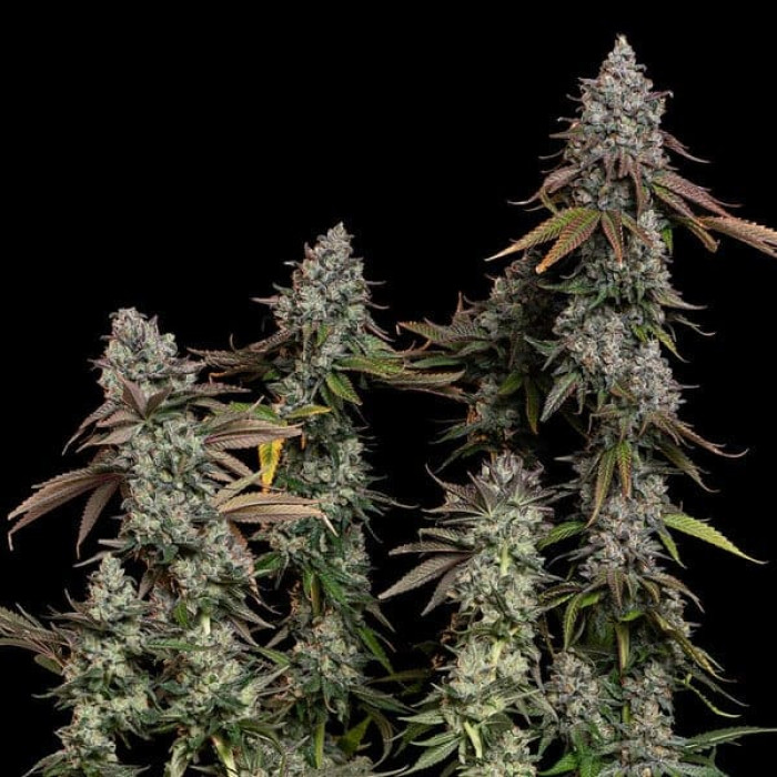 Семена конопли OG Kush fem. Royal Queen Seeds Семена конопли OG Kush fem. Royal Queen Seeds