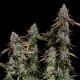 Семена конопли OG Kush fem. Royal Queen Seeds Семена конопли OG Kush fem. Royal Queen Seeds
