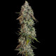 Семена конопли OG Kush fem. Royal Queen Seeds Семена конопли OG Kush fem. Royal Queen Seeds