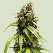 Orion F1 auto feminised (Royal Queen Seeds)