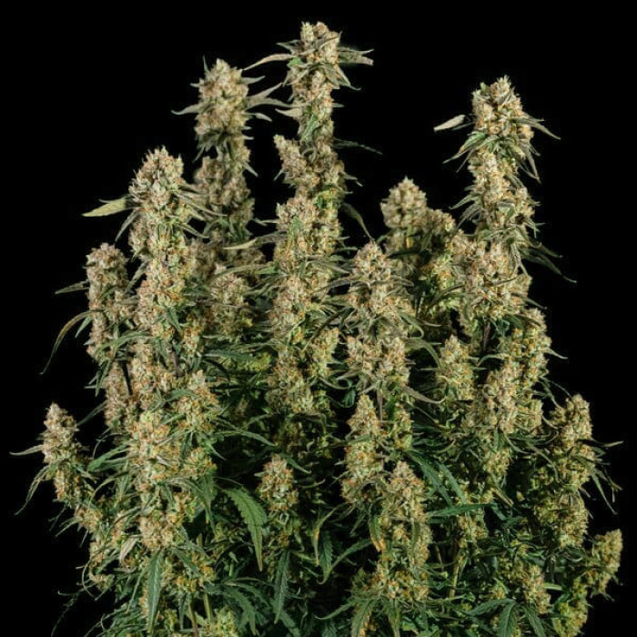 Семена конопли Orion F1 autofem. Royal Queen Seeds