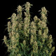 Семена конопли Orion F1 autofem. Royal Queen Seeds