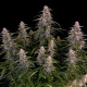 Семена конопли Orion F1 autofem. Royal Queen Seeds