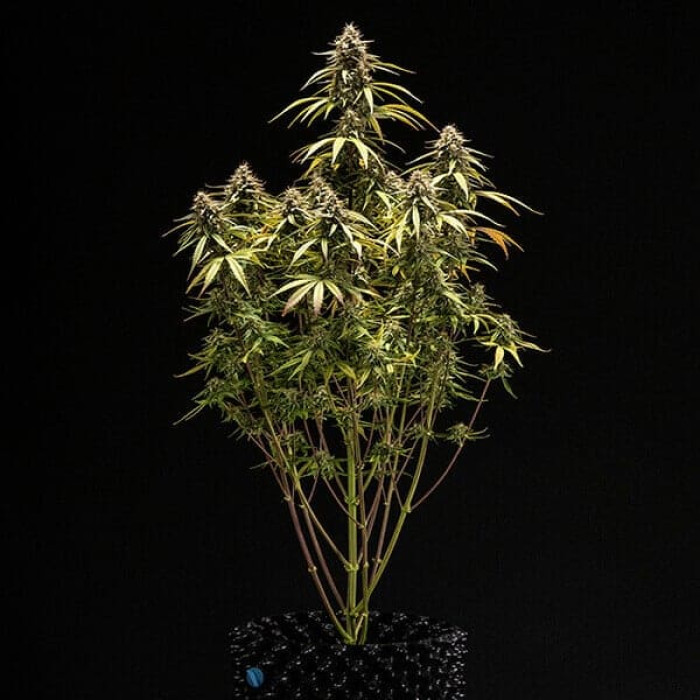 Семена конопли Orion F1 autofem. Royal Queen Seeds