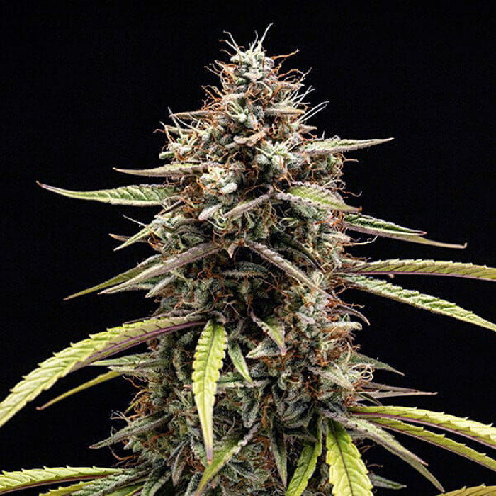 Семена конопли Orion F1 autofem. Royal Queen Seeds