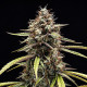 Семена конопли Orion F1 autofem. Royal Queen Seeds