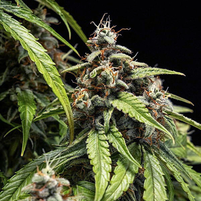 Семена конопли Orion F1 autofem. Royal Queen Seeds