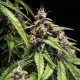 Семена конопли Orion F1 autofem. Royal Queen Seeds