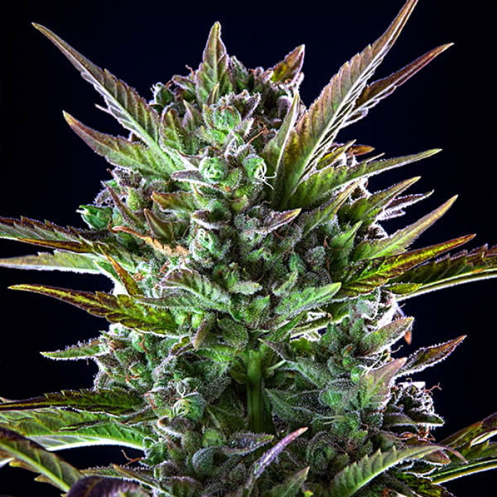 Семена конопли Pineapple Kush fem. Royal Queen Seeds Семена конопли Pineapple Kush fem. Royal Queen Seeds
