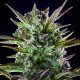 Семена конопли Pineapple Kush fem. Royal Queen Seeds Семена конопли Pineapple Kush fem. Royal Queen Seeds