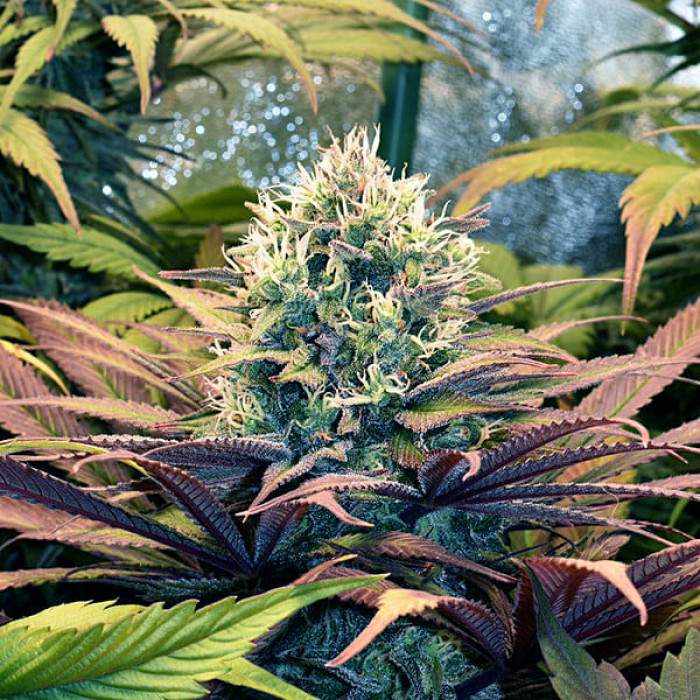 Семена конопли Pineapple Kush fem. Royal Queen Seeds Семена конопли Pineapple Kush fem. Royal Queen Seeds