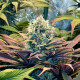 Семена конопли Pineapple Kush fem. Royal Queen Seeds Семена конопли Pineapple Kush fem. Royal Queen Seeds