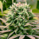 Семена конопли Pineapple Kush fem. Royal Queen Seeds Семена конопли Pineapple Kush fem. Royal Queen Seeds