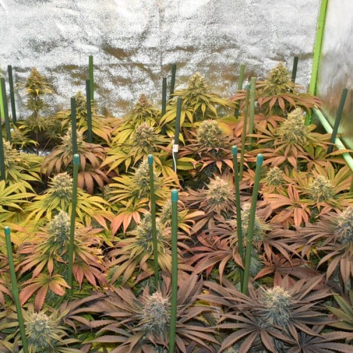 Семена конопли Pineapple Kush fem. Royal Queen Seeds Семена конопли Pineapple Kush fem. Royal Queen Seeds
