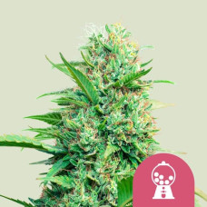 Pink Runtz feminised (Royal Queen Seeds)