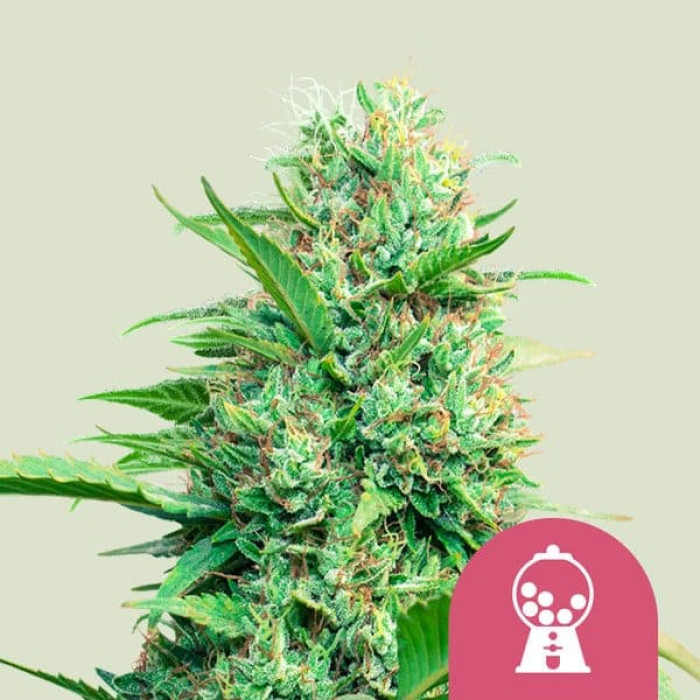 Семена конопли Pink Runtz fem. Royal Queen Seeds Семена конопли Pink Runtz fem. Royal Queen Seeds