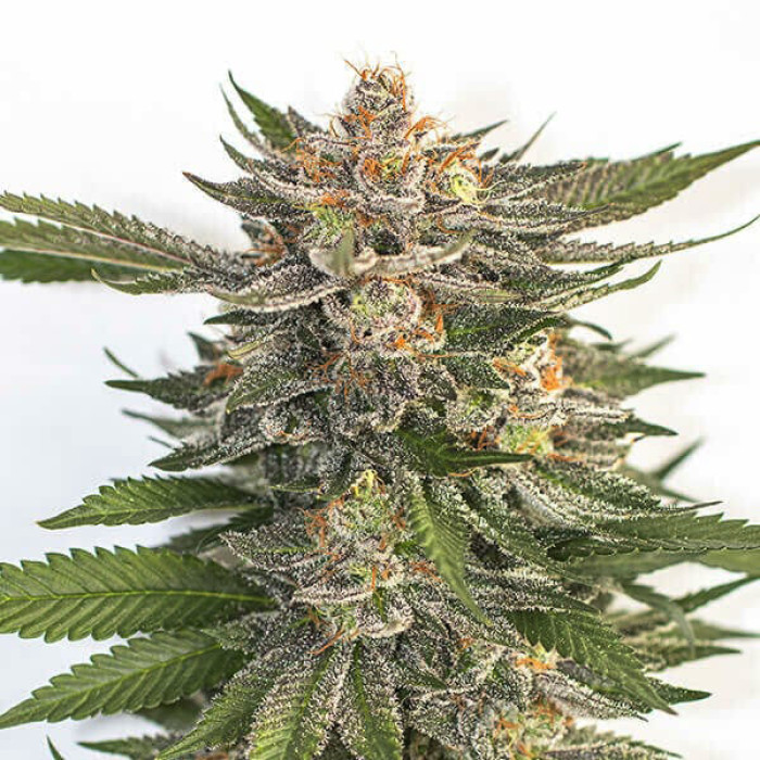 Семена конопли Pink Runtz fem. Royal Queen Seeds Семена конопли Pink Runtz fem. Royal Queen Seeds